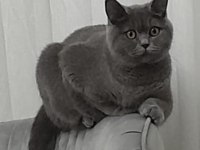 Acil ücretsiz sahiplendirme 1 yaşında british shorthair