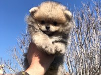 Pomeranian Boo Yavrular