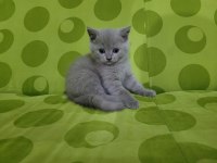 British shorthair yavru kedilerimiz