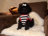 Siyah Toy Poodle Yavrularım