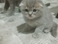 Scottish fold bebeklerim yeni yuvalarına gitmeye hazır