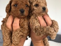 Show kalite tea cup kore poodle yavrularımız