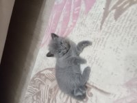 Orijinal british shorthair yavrular
