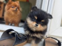 2 aylık yavrular sahiplendirmeye hazır pomeranian boo