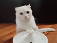 ÜCRETSİZ SAHİPLENDİRME KEDİMİZE ÖMÜRLÜK YUVA ARIYORUZ