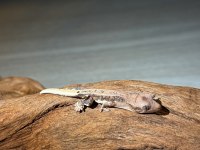 YAVRU CRESTED GECKOLAR