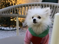 6 aylık pomeranian tüm malzemeleriyle birlikte