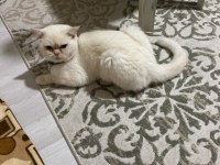 British Longhair Erkek