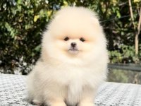 Irkının En Güzel Yavrusu 2.5 Aylık Pomeranian Boo