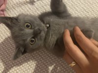 British Shorthair 3 Aylık Erkek