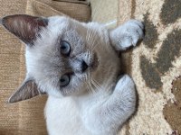 British shorthair 1 yaşında