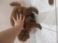 6 Aylık bir karışa yakın kore poodle köpekler