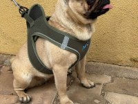Dişi pug köpeğim 1,5 yaşında