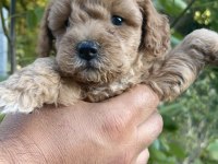 Toy poodle yavrumuz çok tatlıdır