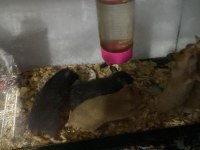 Suriye Hamsteri