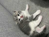 Çok acil istanbul içi scottish fold