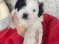 3 BEBEK KÖPEĞİMİZE YUVA ARIYORUZ