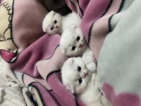 Scottish fold ve british yavrularımız