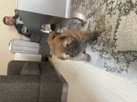 Ccow chow pomeranian boo ile takas düşünebilirim