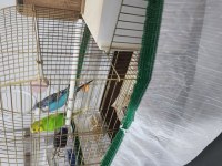 Yerli çift muhabbet kuşları kafes ve yuvalıkla birlikte