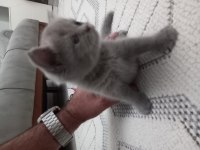 Yaz şekerleri scottish fold