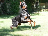 Üst kalite kızıl ve siyah king doberman yavrularım