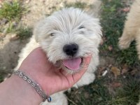 Maltipoo bebek köpekler