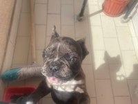 Güzeller güzeli merle french bulldog bebeğimiz