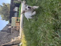 4 aylık golden retriever