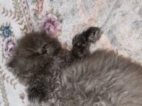 Nazlı scottish fold kızımız ömürlük yuvasını bekliyor