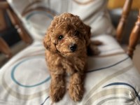 Aileden orjinal toy poodle bebeklerim