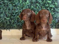 Popüler ırk mini dachshund yavrular