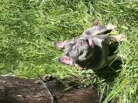 Kral French Bulldog Oğlum Satılıktır