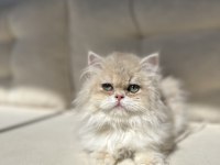 British Longhair Ay12 Kedimiz