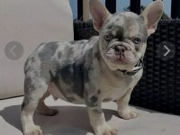 Mükemmel standartlarda french bulldog yavruları