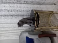 Yaz şekerleri scottish fold