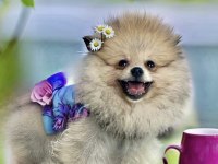 Antalyada 3 aylık erkek ve dişi pomeranian boo