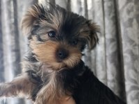 2 aylık yorki bebek köpekler