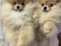 Pomeranian boo yavrularım