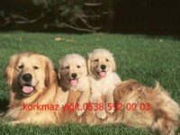 Koca Kafa Baby Face Golden Retriever Yavruları