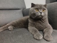Acil kedimizi sahiplendirmek