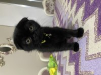 3 Aylık Scottish Fold Yavrularımız Sahiplendirilecektir