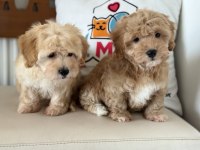 Petmode köpek çiftliğinde ziyarete açık maltipoo