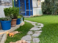Safkan Cocker Köpekler