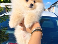 Bakımlı ve akıllı pomeranian kızımız