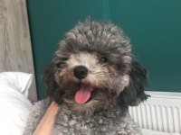 Türkiyedeki Tek Gerçek Safkan Dişi Silver Toy Poodle
