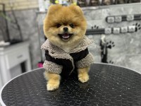 1 Yaş Üst kalite TEDDY BEAR erkek Pomeranian Boo