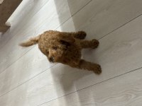 Poodle 2,5 aylık