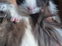 Guinea pig