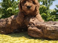 Müthiş kalite poodle yavrularımız